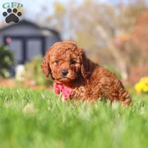 Cash, Cavapoo Puppy